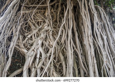 1,556 Prop roots Images, Stock Photos & Vectors | Shutterstock