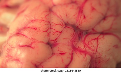 Prop for surgeons education and real example of brain tissue for training to perform brain surgery on central nervous system at hospital. - Powered by Shutterstock