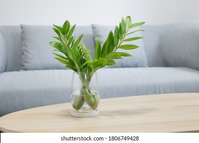 Propagate plant with water at living room