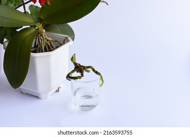 Propagate Images, Stock Photos & Vectors | Shutterstock