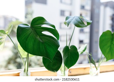 Propagating Swiss Cheese Plant , Philodendron Monstera In Water