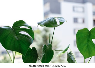 Propagating Swiss Cheese Plant , Philodendron Monstera In Water