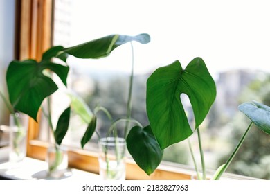 Propagating Swiss Cheese Plant , Philodendron Monstera In Water