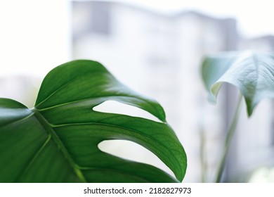 Propagating Swiss Cheese Plant , Philodendron Monstera In Water