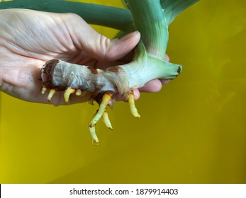 Propagation of indoor flower Aloe vera by dividing the trunk of Aloe into parts and rooting in water. Planting and care for indoor plants.