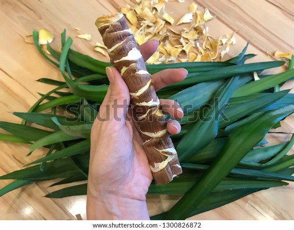 Propagation of indoor flower Yucca by dividing the
trunk of Yucca into parts and rooting in water. Planting and care
for indoor plants. agronomist girl keeps yucca trunk for landing in
the ground