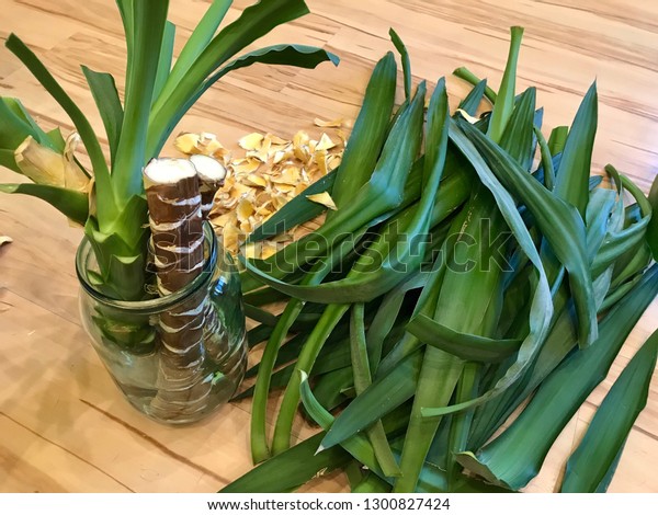 Propagation of indoor flower Yucca by\
dividing the trunk of Yucca into parts and rooting in water.\
Planting and care for indoor plants.old leaves in\
floor
