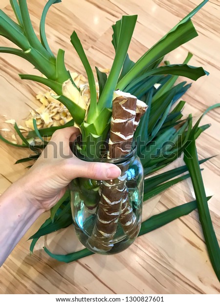 Propagation of indoor flower Yucca by dividing the\
trunk of Yucca into parts and rooting in water. Planting and care\
for indoor plants. agronomist girl keeps yucca trunk for landing in\
the ground