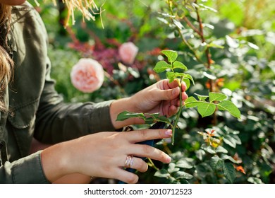 Propagation Of Roses. Gardener Holding Rose Stem Cutting In Summer Garden. Plant Reproduction. Woman Using Pruner. Close Up