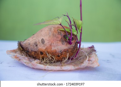 Potato Reproduction Images Stock Photos Vectors Shutterstock