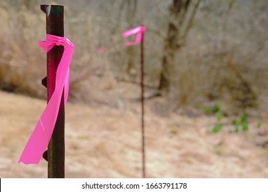 Property Line Markers With Pink Ribbons In The Woods For Clean Up Surveying Service-Industry Outdoors Photography. 