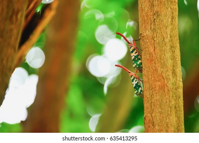 Propose Candelabra Often Live In Trees For Safety To Hide And Find Food.