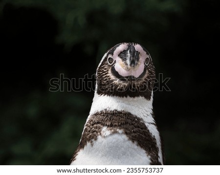 Prortrait of a curious pinguin