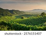 Prosecco Hills, vineyards panoramic view. Unesco Site. Valdobbiadene, Province of Treviso, Veneto region, Italy, Europe.