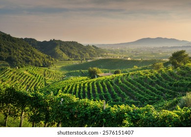 Prosecco Hills, vineyards panoramic view. Unesco Site. Valdobbiadene, Province of Treviso, Veneto region, Italy, Europe.