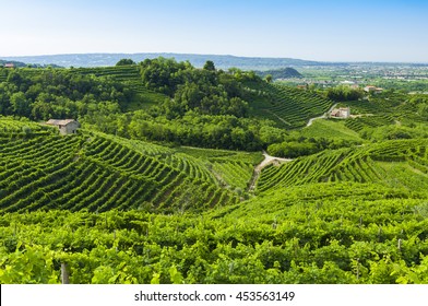 Prosecco Vineyards At Summer, Valdobbiadene, Italy. Taken On July 17, 2016.