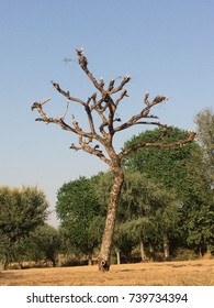 Prosopis Cineraria