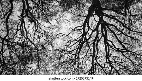 5,922 Colorless Trees Images, Stock Photos & Vectors | Shutterstock