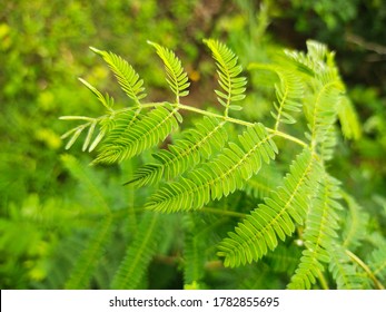 80 Shami plant Images, Stock Photos & Vectors | Shutterstock