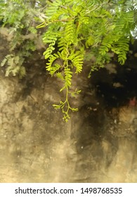 Prosopis Cineraria Tree Leaves And Bark