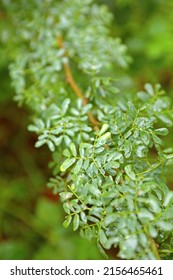 Prosopis Cineraria Tree Leaves Also Known As Ghaf And Vanni	
