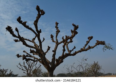 A  Prosopis Cineraria Tree Waiting For Spring