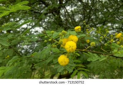 Prosopis Juliflora Tree Flower Invasive Species