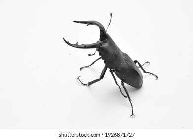 くわがた の画像 写真素材 ベクター画像 Shutterstock くわがた の画像 写真素材 ベクター画像 Shutterstock