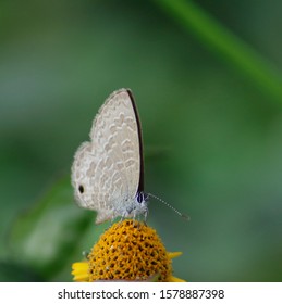 Prosotas Is A Genus Of Butterflies In The Family Lycaenidae. The Species Of This Genus Are Found In New Guinea In The Australasian Realm And The Indomalayan Realm