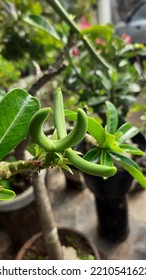 Prospective Desert Rose Seeds That Look Like Horns