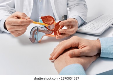Prostate disease and treatment. Male reproductive system anatomical model in doctors hands close-up during consultation of male patient with suspected bacterial prostatitis - Shutterstock ID 2290054637