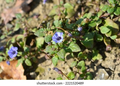 Prostrate Bellflower - Latin Name - Nolana Prostrata