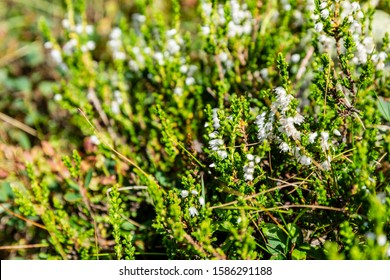 Prostrate Shrub - Calluna Vulgaris With Less Common White Flowers.. Occurring In The Wild On An Acidic Soils.