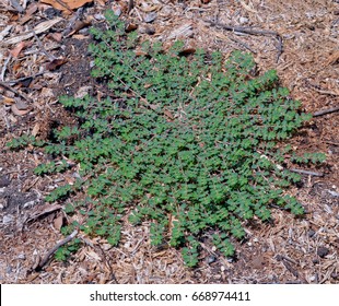 Prostrate Spurge Plant