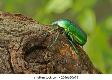 Protaetia Aeruginosa Protaetia Speciosissima Large Green Stock Photo ...