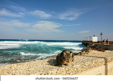 Protaras Pier, Cyprus, Cat On The Stone