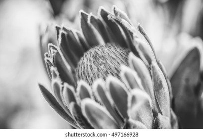 1,509 Protea flower black and white Images, Stock Photos & Vectors ...