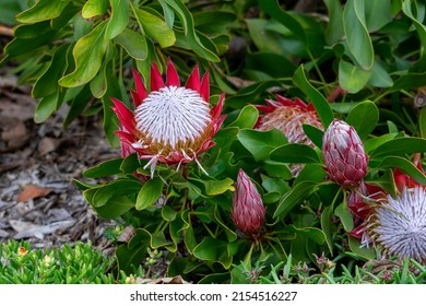 Protea Cynaroides Little Prince Bush In Garden