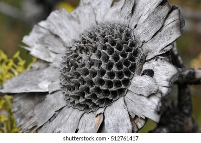 Protea Flower After Fire
