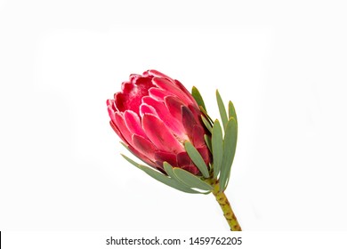 Protea Flower, Big Pink, Isolated