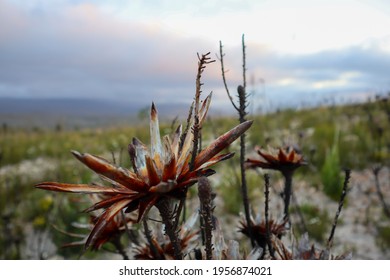 Protea Flower Burnt In Mountain Fire In Cape Town South Africa