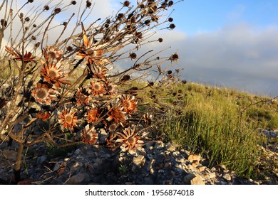 Protea Flower Bush Burnt In Mountain Fire In Cape Town South Africa