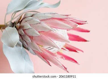 Protea flower close up on pink background. South African light pink King Protea. Floral card. Poster
