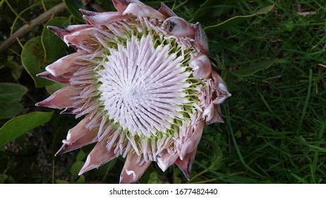 Protea Flower At Lavender Farm On Maui