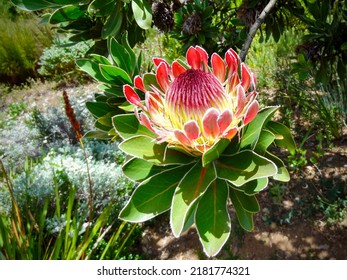 A Protea Flower In Western Cape Province, South Africa