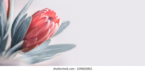 Protea flowers bunch. Blooming Pink King Protea Plant over grey background. Extreme closeup. Holiday gift, bouquet, buds. One Beautiful fashion flower macro shot. Valentine's Day gift - Powered by Shutterstock