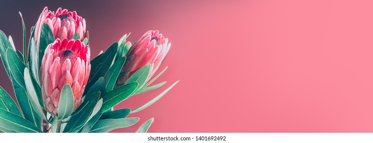 Protea flowers bunch. Blooming Pink King Protea Plant background. Extreme closeup. Holiday gift, bouquet, buds. One Beautiful fashion flower macro shot. Valentine's Day gift. Widescreen background - Powered by Shutterstock