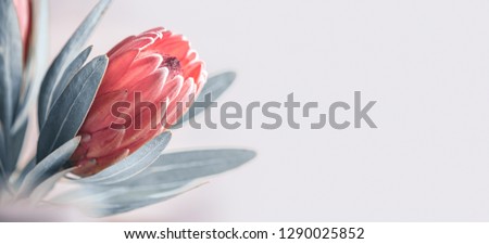 Protea flowers bunch. Blooming Pink King Protea Plant over grey background. Extreme closeup. Holiday gift, bouquet, buds. One Beautiful fashion flower macro shot. Valentine's Day gift