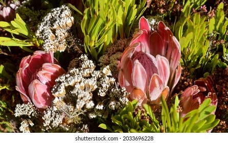 Protea And Fynbos - Adderley Street Flower Market