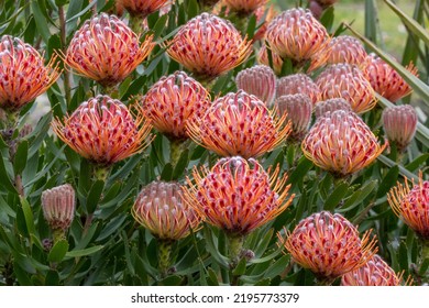 Protea Plant In Flower, Royal Botanic Garden Sydney Australia